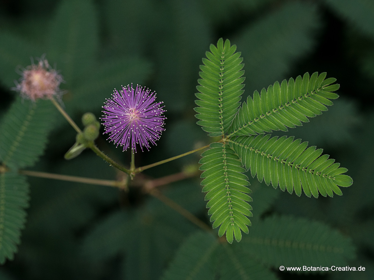 KIT Botanischer Garten Das sind unsere Pflanzen Portraits